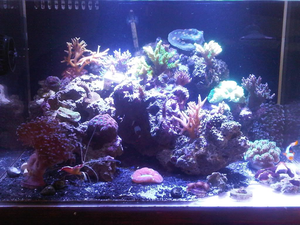 Sps Nano Tanks Reef Central Online Community 3342